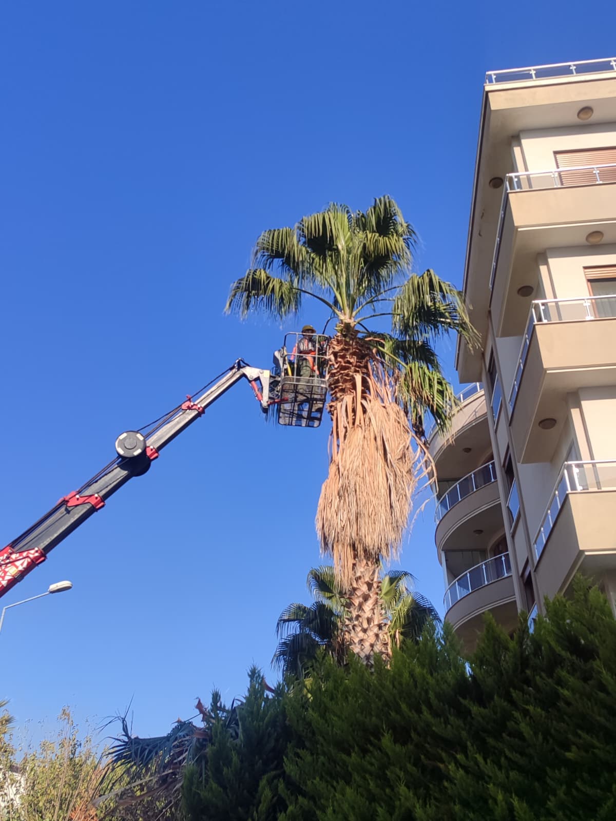 İzmir'de vinçle palmiye budama hizmeti